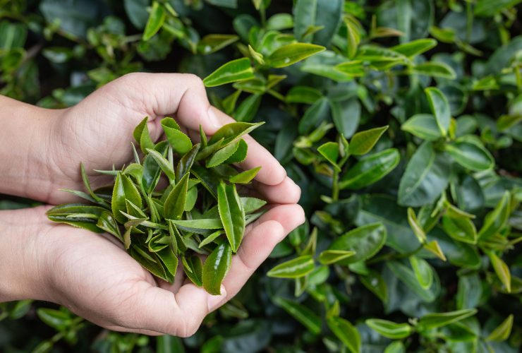 La Camellia Sinensis L. e i Segreti della Pianta del Tè